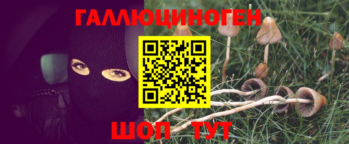 Псилоцибиновые грибы Cubensis Брянск